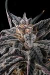 Nakamarra Feminised strain by Compound Genetics
