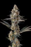 La Llorona Feminised strain by Compound Genetics