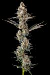 La Llorona Feminised strain by Compound Genetics