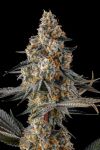 La Llorona Feminised strain by Compound Genetics