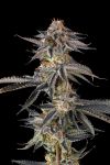 JAHrassic Feminised strain by Compound Genetics
