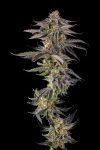 JAHrassic Feminised strain by Compound Genetics