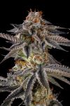 JAHrassic Feminised strain by Compound Genetics