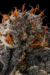 JAHrassic Feminised strain by Compound Genetics