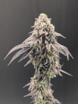 Garlic Mint Sherbet strain from Fast Buds