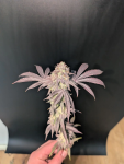 Garlic Mint Sherbet strain from Fast Buds