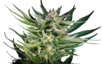 Fruity Durban Feminised strain by Serious Seeds