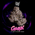 Cauldron Feminised strain by Wizard Trees