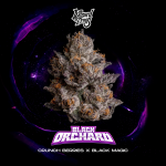 Black Orchard Feminised strain by Wizard Trees