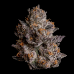 Black Orchard Feminised strain by Wizard Trees