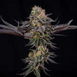 King of Kings strain by Silent Seeds x Julian Marley Collab