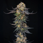 King of Kings strain by Silent Seeds x Julian Marley Collab