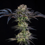 Julian Marley Special strain by Silent Seeds x Julian Marley Collab