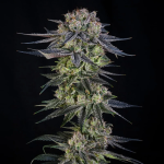 Julian Marley Special strain by Silent Seeds x Julian Marley Collab