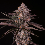 Jamaican Sunset strain by Silent Seeds x Julian Marley