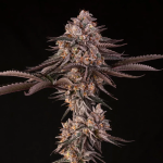 Jamaican Sunset strain by Silent Seeds x Julian Marley