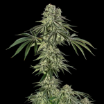 Jamaican Mountain strain by Silent Seeds x Julian Marley