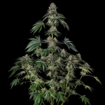 Jamaican Mountain strain by Silent Seeds x Julian Marley