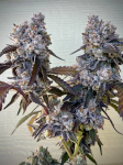 Frostade Feminised strain by Umami Seed Co.