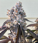 Frostade Feminised strain by Umami Seed Co.