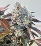 Frostade Feminised strain by Umami Seed Co.