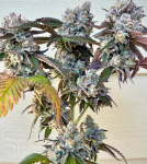 Frostade Feminised strain by Umami Seed Co.