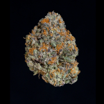 Potion Feminised strain from Wizard Trees