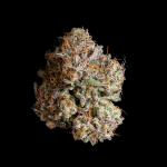 Obsidian Feminised strain by Wizard Trees