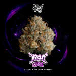 Night Ritual Feminised strain by Wizard Trees