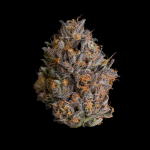 Black Bow Feminised strain by Wizard Trees