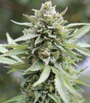 Lemongrass Auto strain by Humboldt Seed Co
