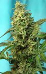 Green Poison F1 Fast Feminized Seeds