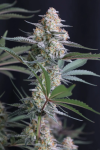 Lemon Tree Auto strain from Fast Buds