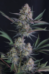 Lemon Tree Auto strain from Fast Buds