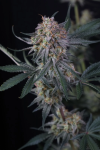Lemon Tree Auto strain from Fast Buds