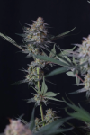 Lemon Tree Auto strain from Fast Buds