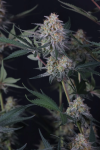 Lemon Tree Auto strain from Fast Buds