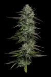 Redemption Indica Bob Marley and Humboldt Seed Co.