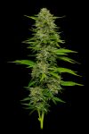 One Love Sativa Bob Marley Collection from Humboldt Seed Co