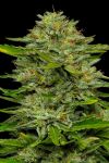 One Love Sativa Bob Marley Collection from Humboldt Seed Co