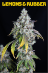 Lemons & Rubber Feminized Seeds
