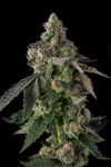 Wokstar Feminised strain by Compound Genetics
