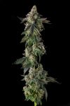Wokstar Feminised strain by Compound Genetics
