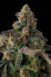 Wokstar Feminised strain by Compound Genetics