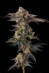 Pamellowz Feminised strain by Compound Genetics