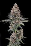 Mailbox Money Feminised strain by Compound Genetics