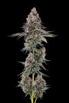 Mailbox Money Feminised strain by Compound Genetics
