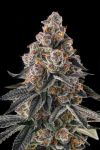 Mailbox Money Feminised strain by Compound Genetics