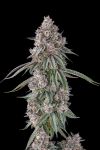 Lemon Chain Feminised strain by Compound Genetics