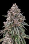 Lemon Chain Feminised strain by Compound Genetics